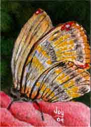Butterfly ACEO